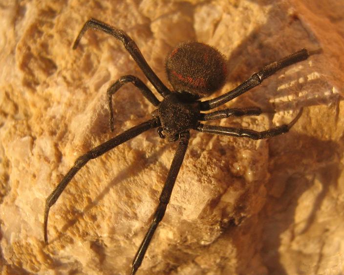 La vedova nera - Latrodectus tredecimguttatus